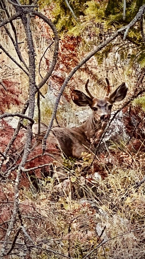 Click image for larger version

Name:	45714FAD-20DE-4F85-BFE9-ABF19E211BB9.jpeg
Views:	101
Size:	171.2 KB
ID:	24767