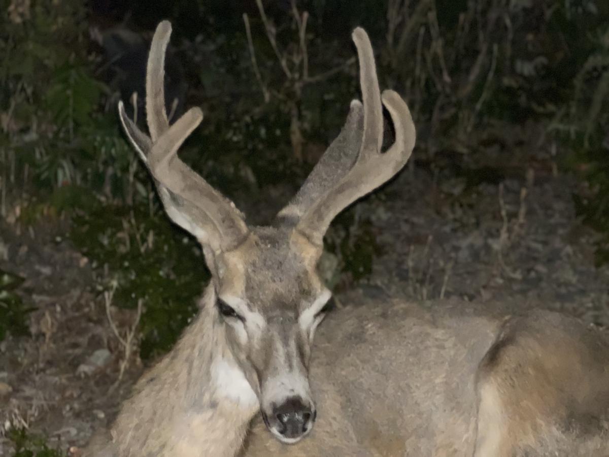 Click image for larger version

Name:	CDE8A356-C792-428F-9685-09901A932CFB.jpeg
Views:	105
Size:	95.6 KB
ID:	24771