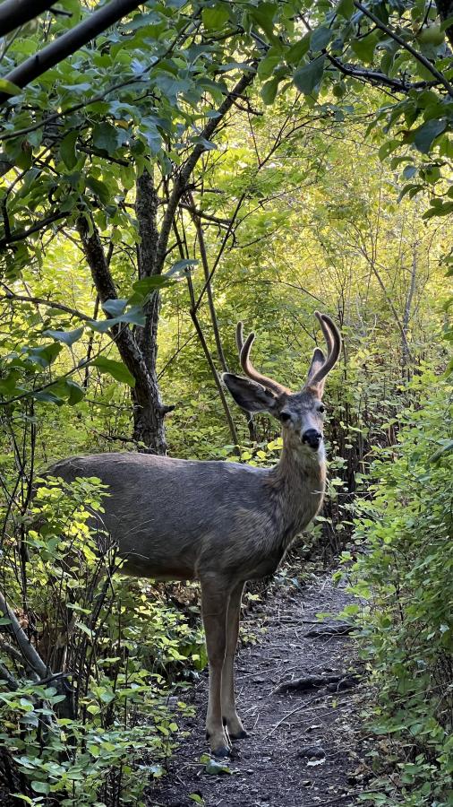 Click image for larger version

Name:	2864E18C-C821-4FDE-BB46-FF6F59BB53AA.jpeg
Views:	109
Size:	166.2 KB
ID:	24772