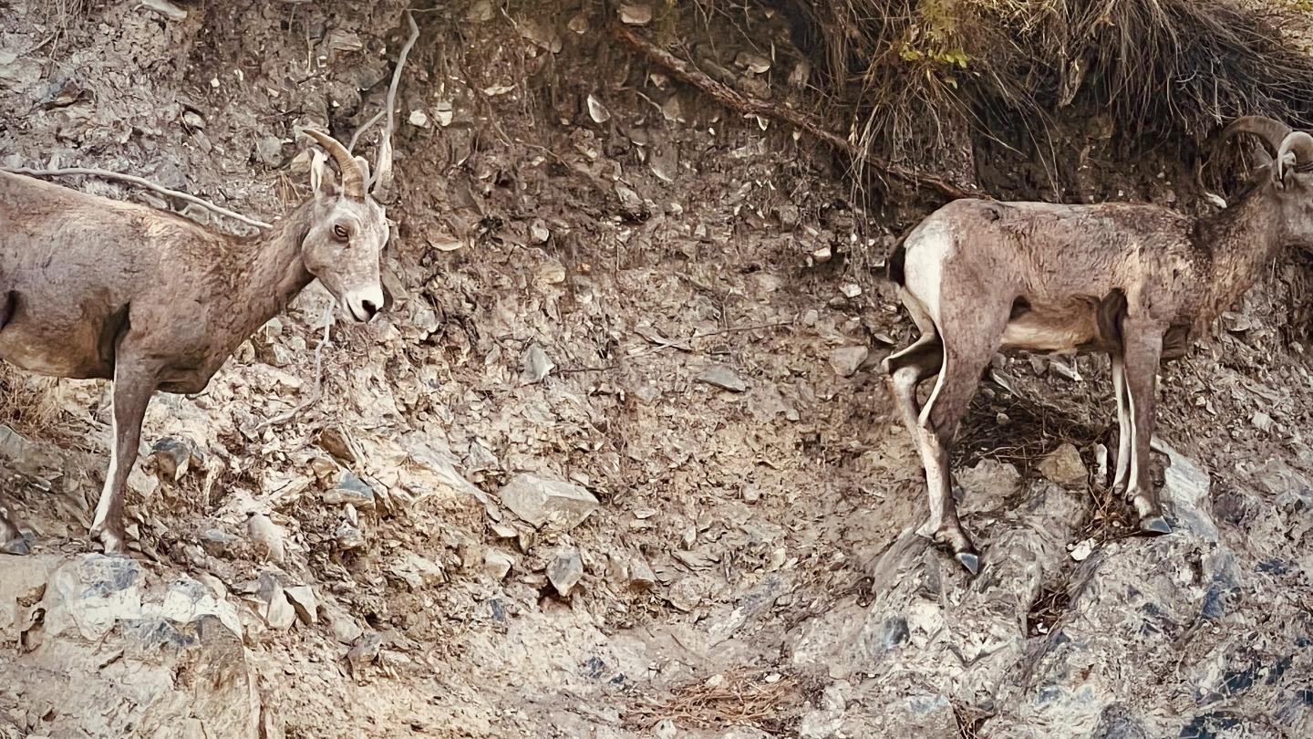 Click image for larger version

Name:	5BB78F35-FE79-4126-90F3-3A73672B8434.jpeg
Views:	101
Size:	337.5 KB
ID:	24773