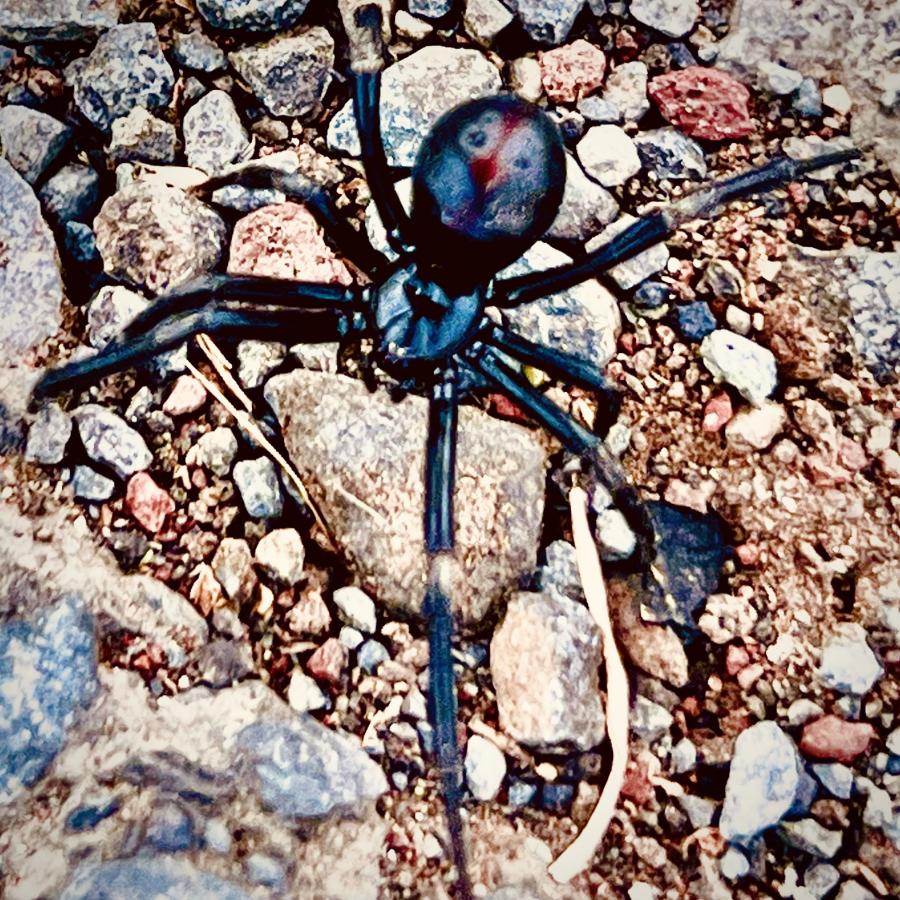 Click image for larger version

Name:	EDBA7EEA-1289-4498-B477-DC2E161103B6.jpeg
Views:	147
Size:	207.5 KB
ID:	25080