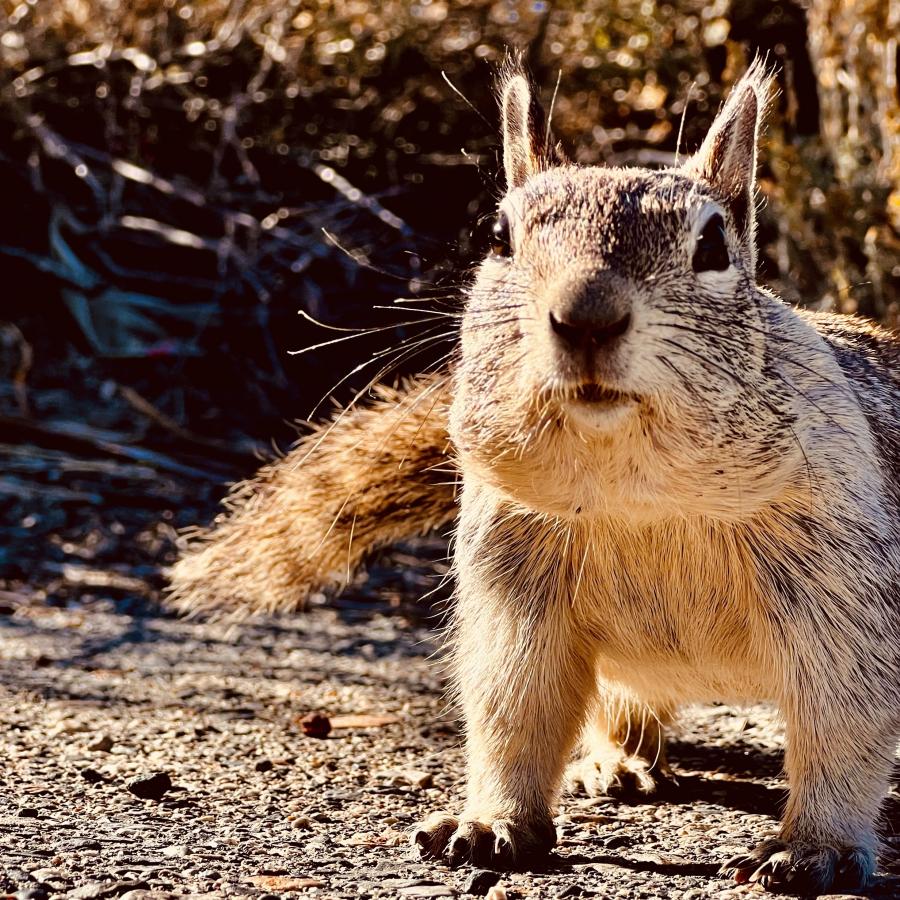 Click image for larger version

Name:	126FC731-91A5-4805-96D6-C99D8A578345.jpeg
Views:	107
Size:	202.5 KB
ID:	25237