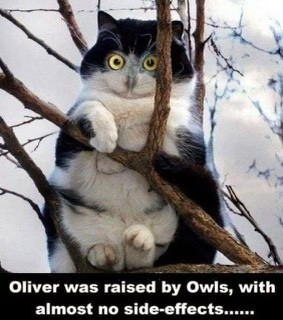 Click image for larger version

Name:	9C195EF5-DC49-4D06-BE43-15F3C3B47230_4_5005_c.jpeg
Views:	135
Size:	34.0 KB
ID:	25411