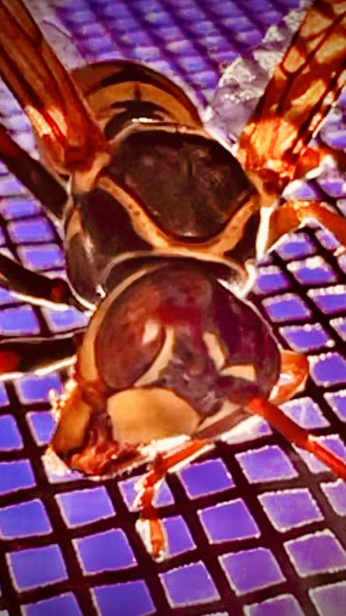 Click image for larger version

Name:	B2475D2A-6DCF-47DD-8BBD-4BA688A69880.jpeg
Views:	86
Size:	75.3 KB
ID:	25584