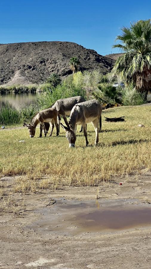 Click image for larger version

Name:	8571CD66-EC45-4E4C-9CD1-F5140FAB9D49.jpeg
Views:	76
Size:	137.1 KB
ID:	25598