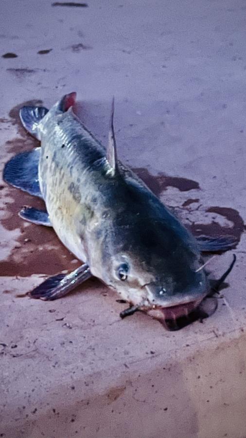 Click image for larger version

Name:	D896D701-4587-477F-B109-7E11B3F2A45A.jpeg
Views:	97
Size:	62.0 KB
ID:	25609