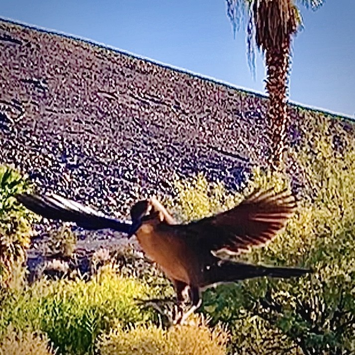 Click image for larger version

Name:	B30C0E7A-64F8-448F-B6DD-DAA8387C9C40.jpeg
Views:	119
Size:	223.1 KB
ID:	25612