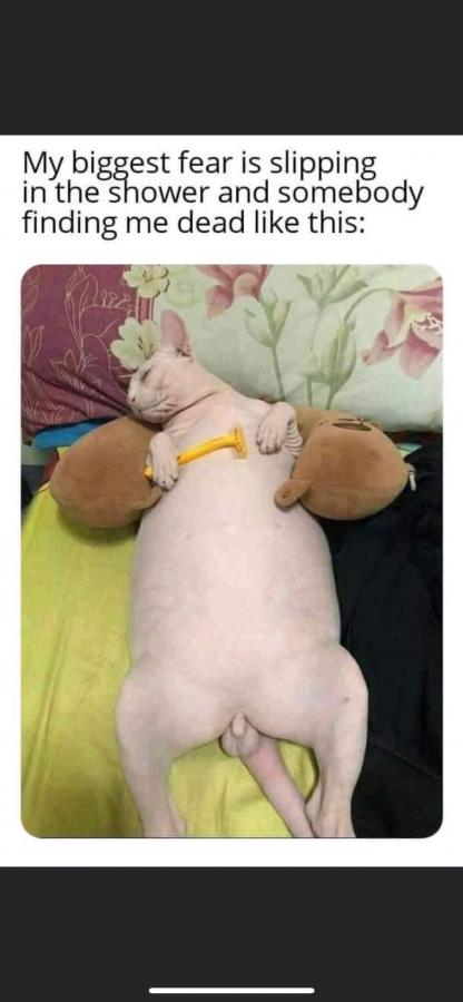 Click image for larger version

Name:	381607F9-C47B-478A-8389-7700B0D174EC.jpeg
Views:	135
Size:	37.4 KB
ID:	25856