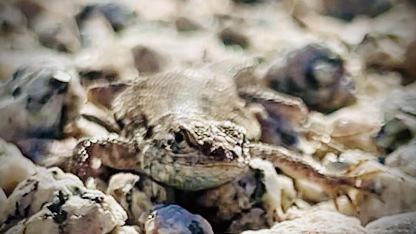 Click image for larger version

Name:	1EFA62F3-B377-4B48-905E-25217A391CE1.jpeg
Views:	95
Size:	109.5 KB
ID:	25962