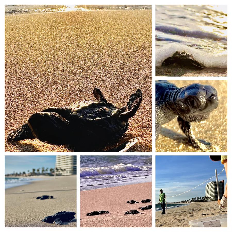 Click image for larger version

Name:	73924396-3DE4-4901-A50C-BE781F614D2A.jpeg
Views:	87
Size:	213.5 KB
ID:	26567