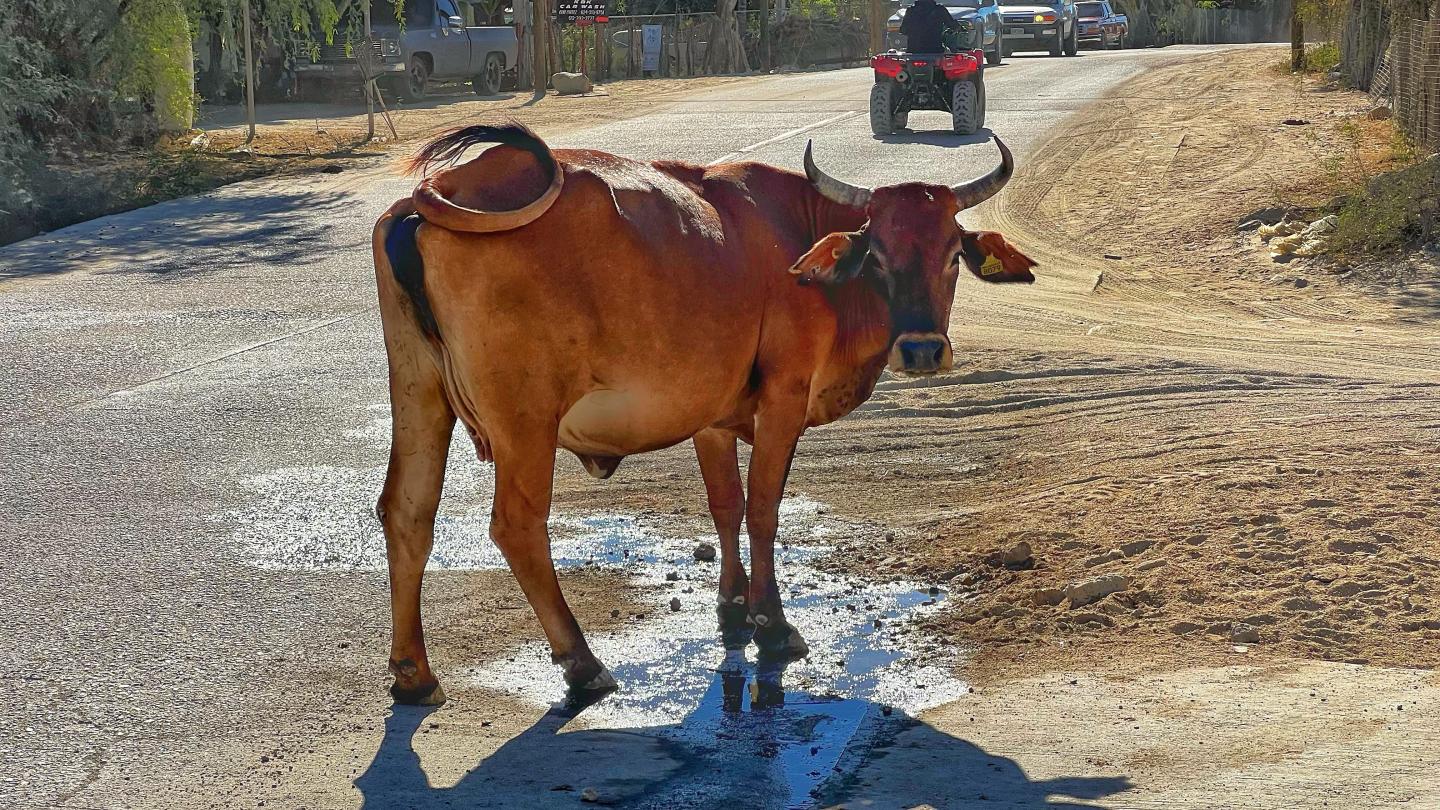 Click image for larger version

Name:	EC44BD18-4B4C-4179-B7D0-6AA1AF5B3AAE.jpeg
Views:	98
Size:	377.0 KB
ID:	26731