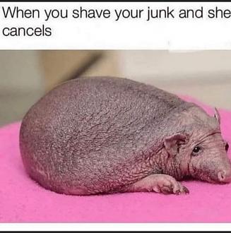 Click image for larger version

Name:	9F64E1FE-19AF-4F3B-831C-144F64659A45.jpeg
Views:	233
Size:	72.8 KB
ID:	26877