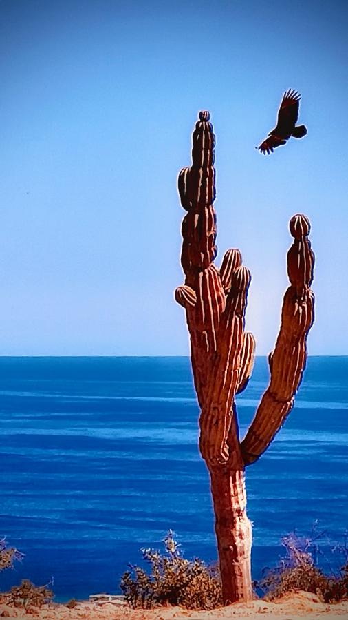 Click image for larger version

Name:	AB1E7B47-5FAB-4365-9BB7-356723926570.jpeg
Views:	79
Size:	55.5 KB
ID:	26905