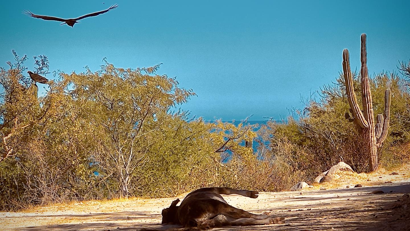 Click image for larger version

Name:	AA9F7BF1-9588-4775-AF43-70D9C5969A55.jpeg
Views:	83
Size:	286.8 KB
ID:	26908