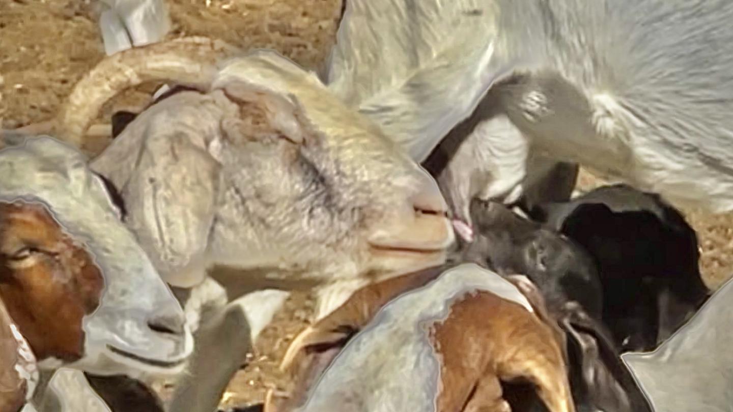 Click image for larger version

Name:	8710FFF7-9592-44C9-96DB-74F3329E7580.jpeg
Views:	93
Size:	104.3 KB
ID:	26966