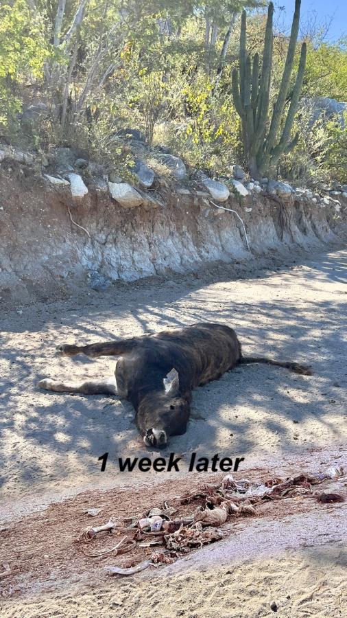 Click image for larger version

Name:	8BC51B5E-A3F0-4D66-84E3-A7AAAC400401.jpeg
Views:	98
Size:	137.5 KB
ID:	26984