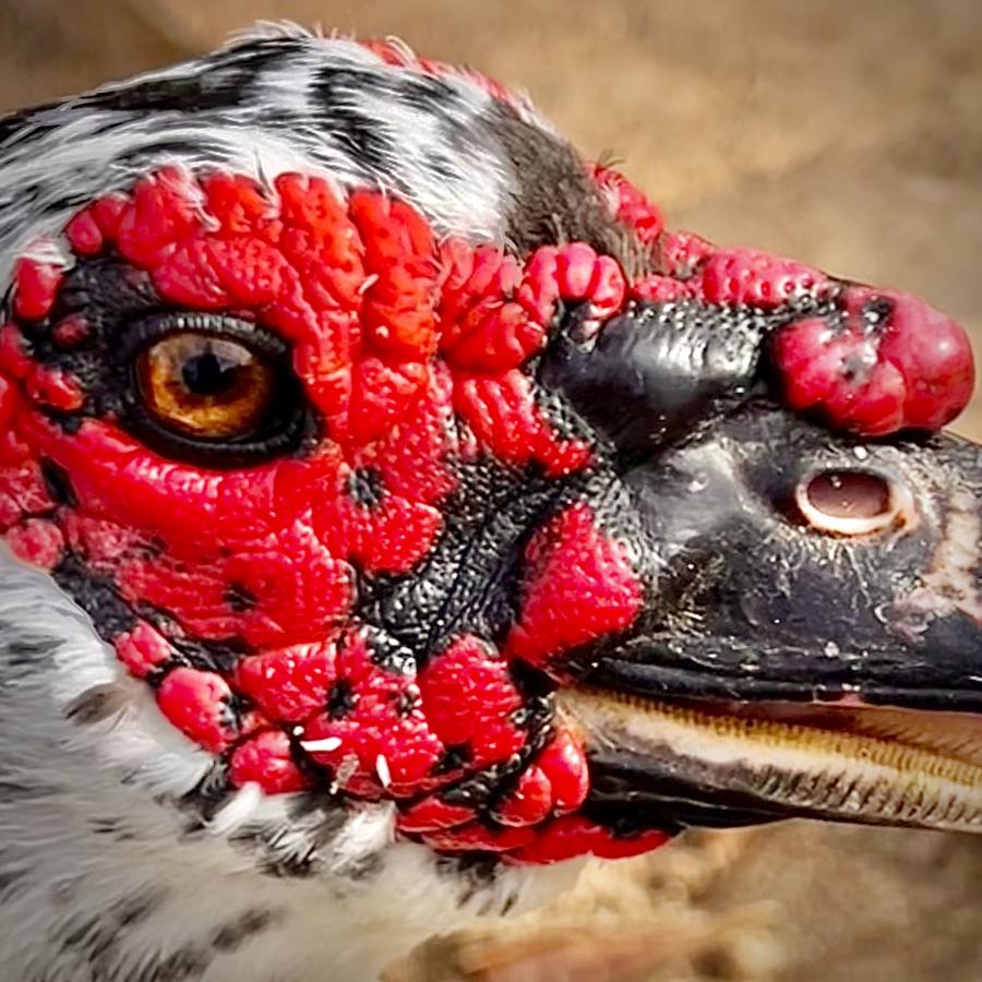 Click image for larger version

Name:	651BBCE4-9AA6-4C4A-875D-75A486D83243.jpeg
Views:	89
Size:	128.8 KB
ID:	27121