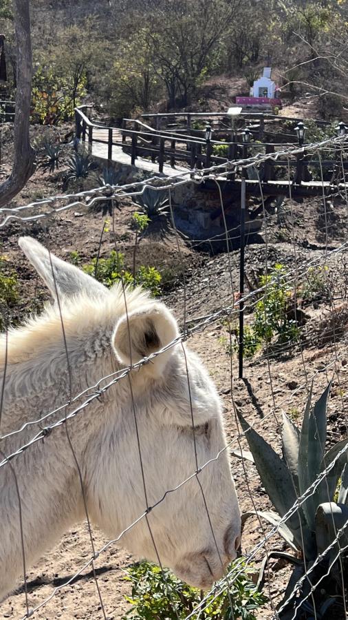 Click image for larger version

Name:	256DB32C-E8EB-4049-B8D9-6E71E9614A0B.jpeg
Views:	79
Size:	132.3 KB
ID:	27133