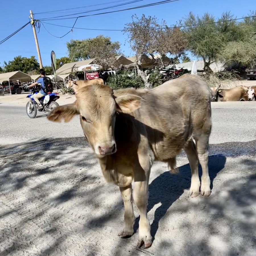 Click image for larger version

Name:	A0443FE4-F861-4015-8D80-586C15D534F2.jpeg
Views:	80
Size:	160.2 KB
ID:	27146