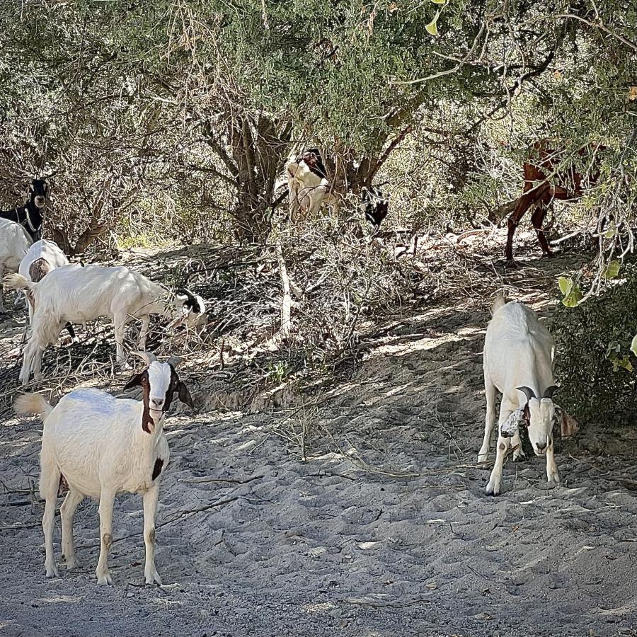 Click image for larger version

Name:	AC4E5EA1-93F3-4EAB-834F-CC67E4D8749B.jpeg
Views:	77
Size:	331.6 KB
ID:	27148