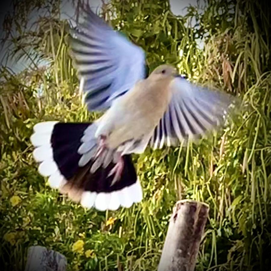 Click image for larger version

Name:	2D39D8D9-875F-488B-83D2-113638890936.jpeg
Views:	108
Size:	126.8 KB
ID:	27239