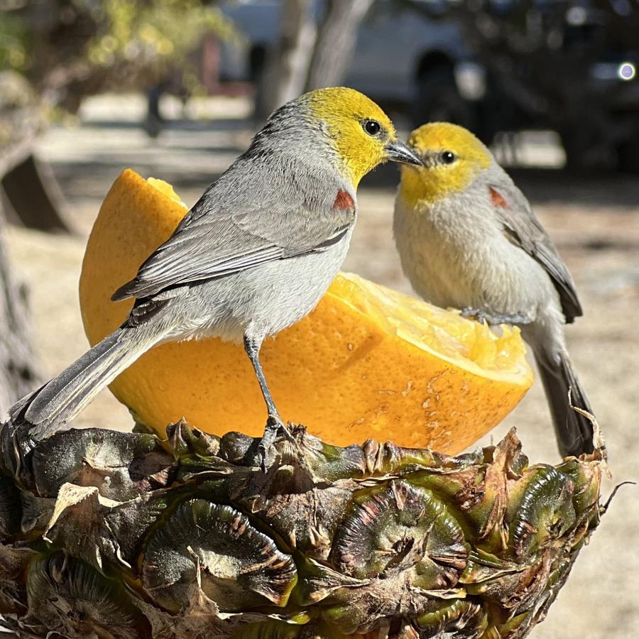 Click image for larger version

Name:	D5C4D760-C0AB-4B9E-966C-E01E54F7293F.jpeg
Views:	101
Size:	153.1 KB
ID:	27260