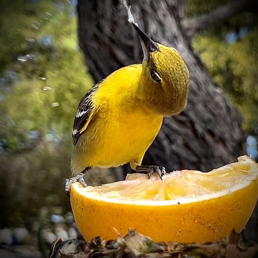 Click image for larger version

Name:	E37B2983-5ED2-4AEF-866C-451DFF70589B.jpeg
Views:	94
Size:	89.7 KB
ID:	27282