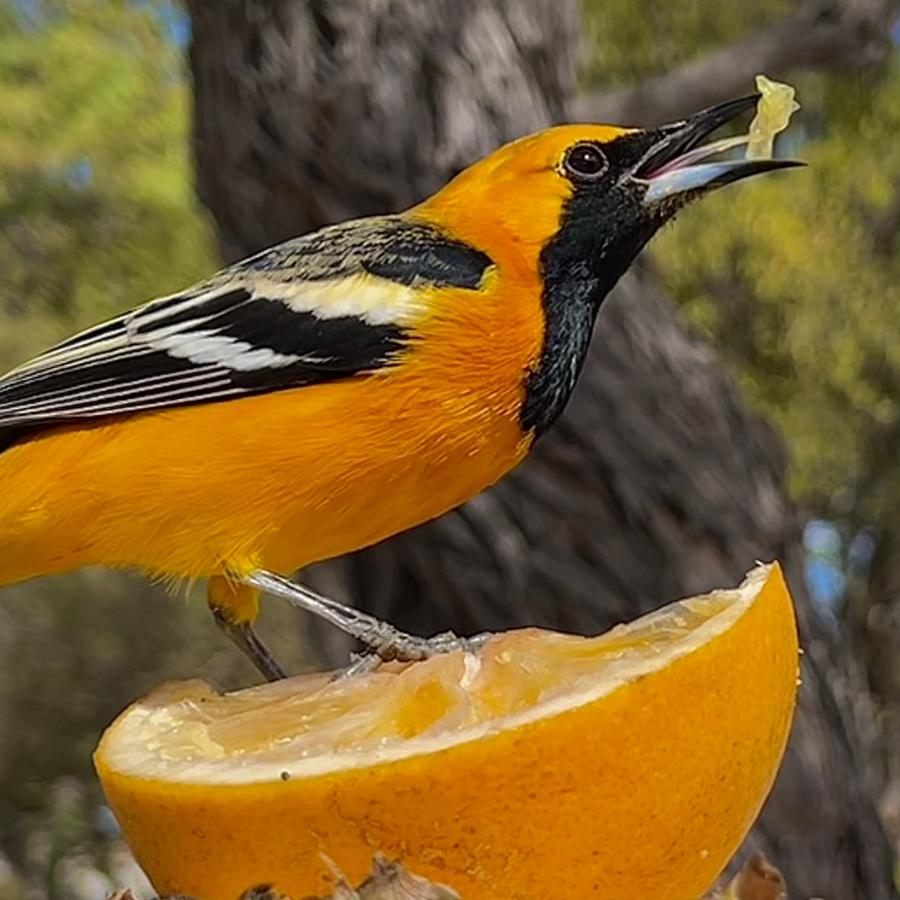 Click image for larger version

Name:	52E6D157-0137-4EE0-ACB7-7F4FEDE1B3AD.jpeg
Views:	90
Size:	88.7 KB
ID:	27283