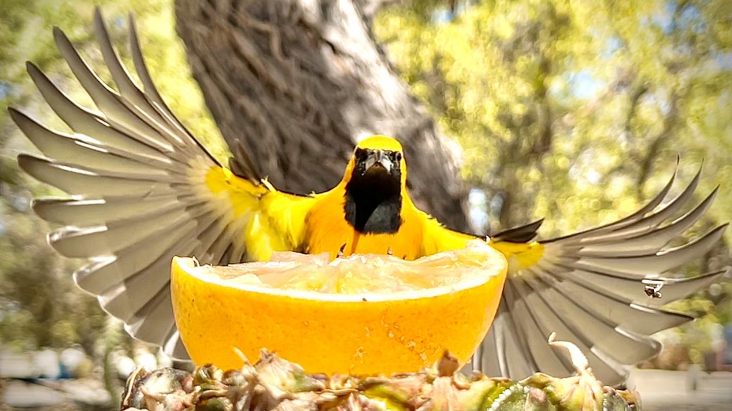 Click image for larger version

Name:	629EB99E-6AF4-4639-B456-57CF91AAFF98.jpeg
Views:	95
Size:	148.0 KB
ID:	27285