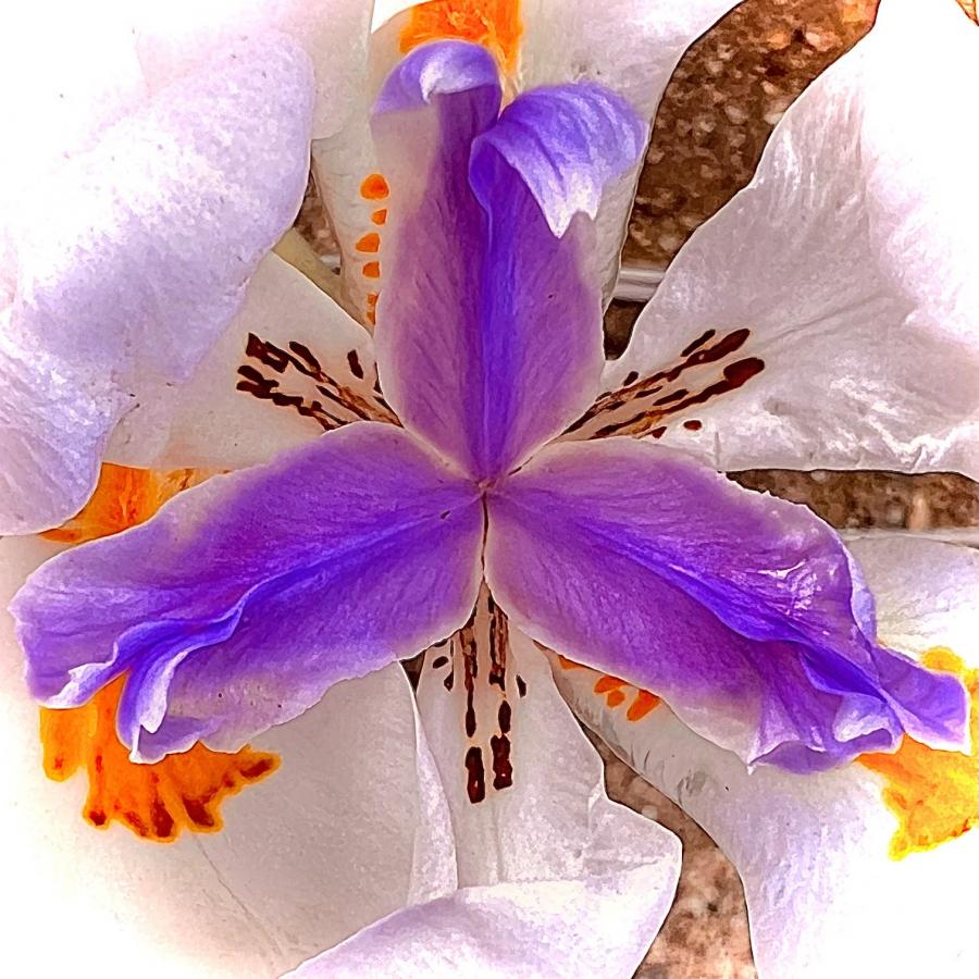 Click image for larger version

Name:	3872B6B3-BDC3-4DB0-BC4B-7C25C0FBAB24.jpeg
Views:	86
Size:	125.4 KB
ID:	27321