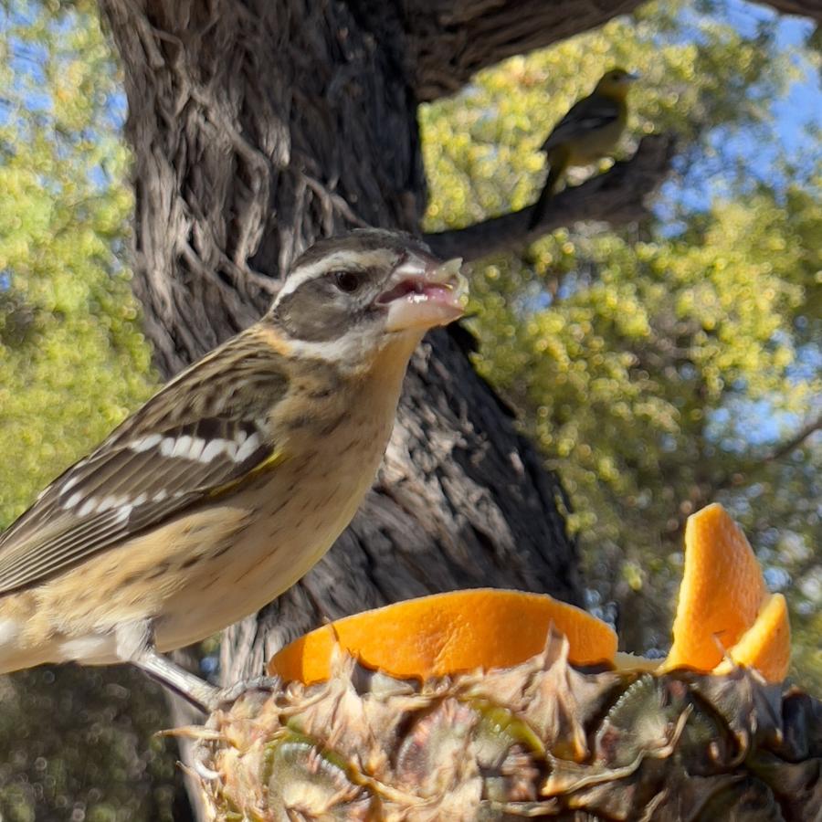 Click image for larger version

Name:	38C6CE8E-AA3F-4E4A-8448-EE1A28F27188.jpeg
Views:	92
Size:	126.2 KB
ID:	27323