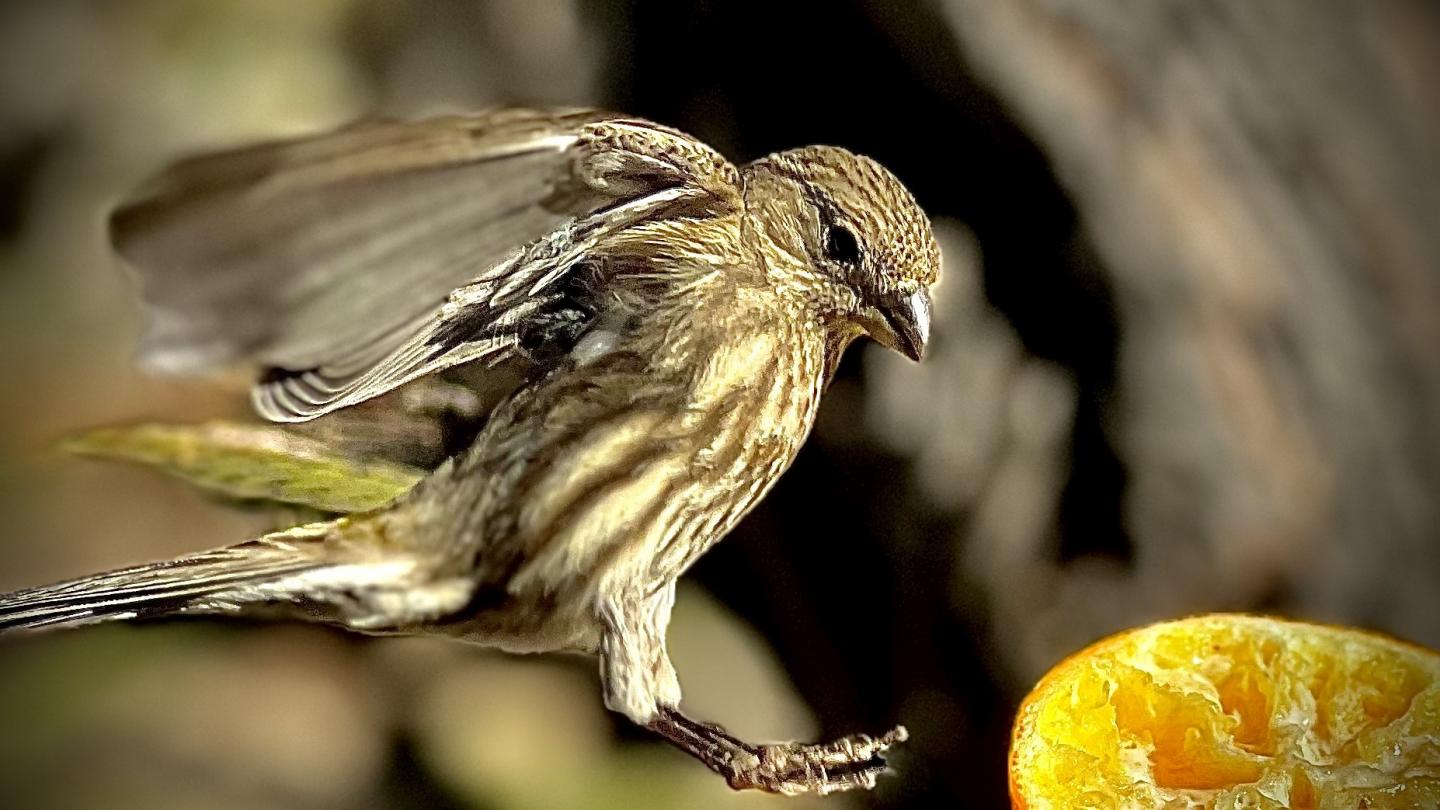 Click image for larger version  Name:	03BEDEA1-8CAA-4414-AA04-F01B31EA1C90.jpeg Views:	0 Size:	130.5 KB ID:	27344