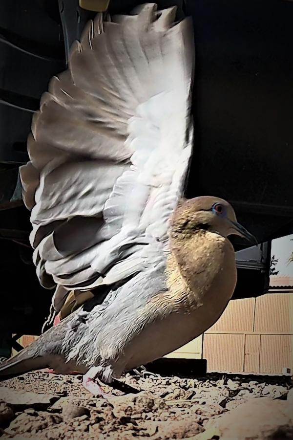 Click image for larger version

Name:	GX010998 - frame at 0m38s.jpg
Views:	138
Size:	78.0 KB
ID:	27727