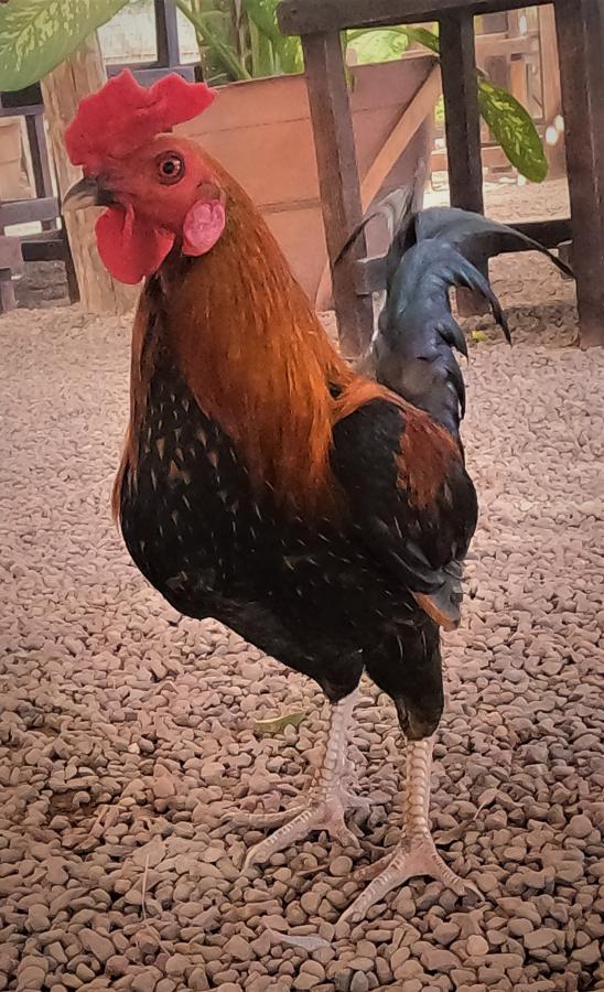 Click image for larger version

Name:	GOPR0959.JPG
Views:	144
Size:	107.4 KB
ID:	27729