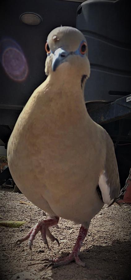 Click image for larger version  Name:	GX011001 - frame at 3m36s-1.jpg Views:	0 Size:	47.6 KB ID:	27737