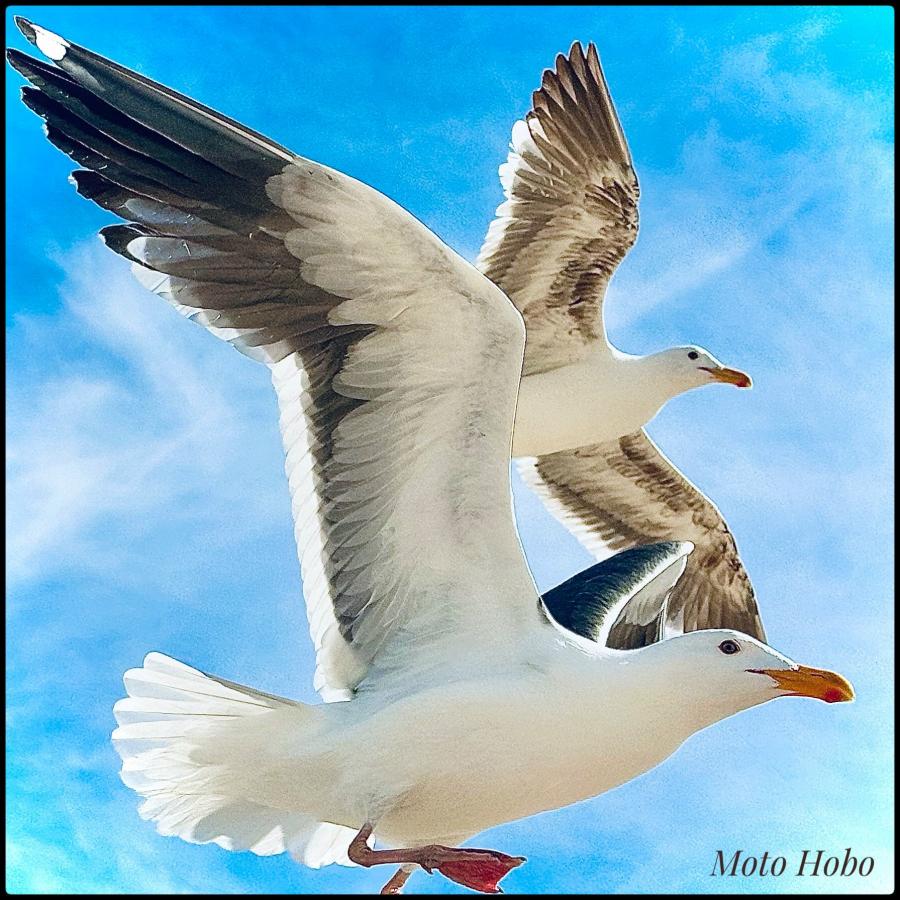 Click image for larger version

Name:	A5F8739B-2F7A-452A-94CD-74F6B0DBDD6D.jpeg
Views:	110
Size:	131.4 KB
ID:	27910