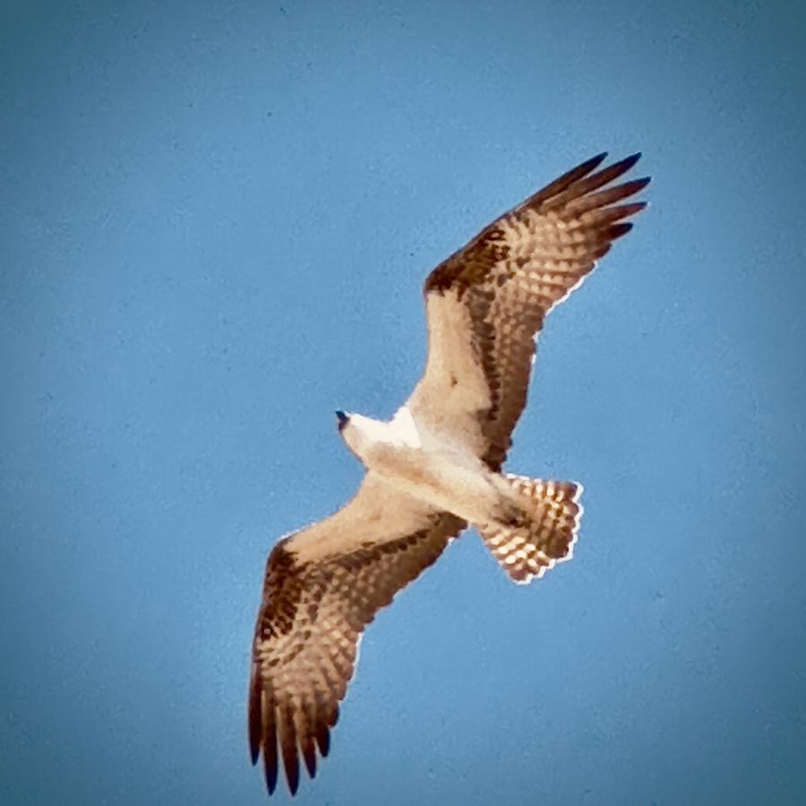 Click image for larger version

Name:	65126082-BF6F-4222-8F88-DD689D5A5BDF.jpeg
Views:	103
Size:	54.9 KB
ID:	27911