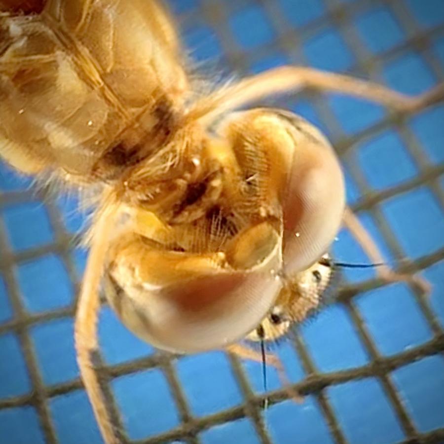 Click image for larger version  Name:	FF576143-AF8D-411C-8337-1F9794F74E2B.jpeg Views:	0 Size:	72.4 KB ID:	28324