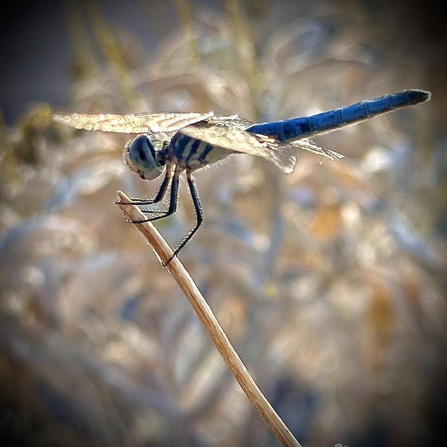 Click image for larger version

Name:	IMG_3772.jpeg
Views:	100
Size:	86.4 KB
ID:	28622