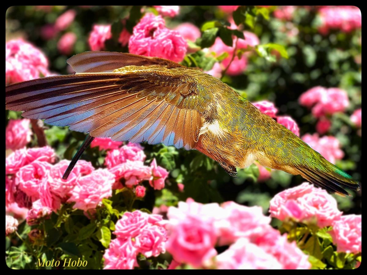 Click image for larger version

Name:	IMG_4134.jpeg
Views:	112
Size:	186.2 KB
ID:	28623