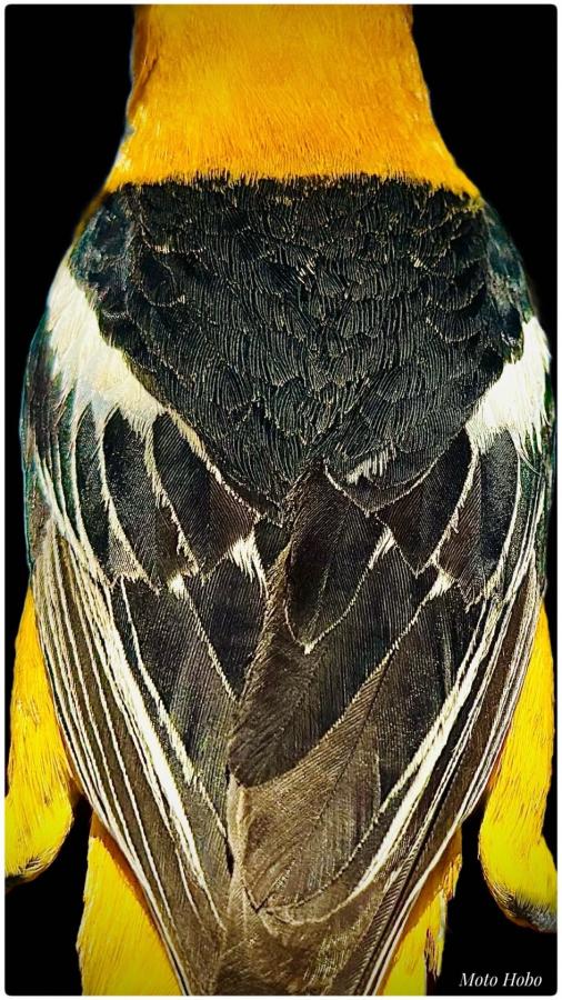 Click image for larger version

Name:	Snapseed.jpeg
Views:	99
Size:	122.0 KB
ID:	28624