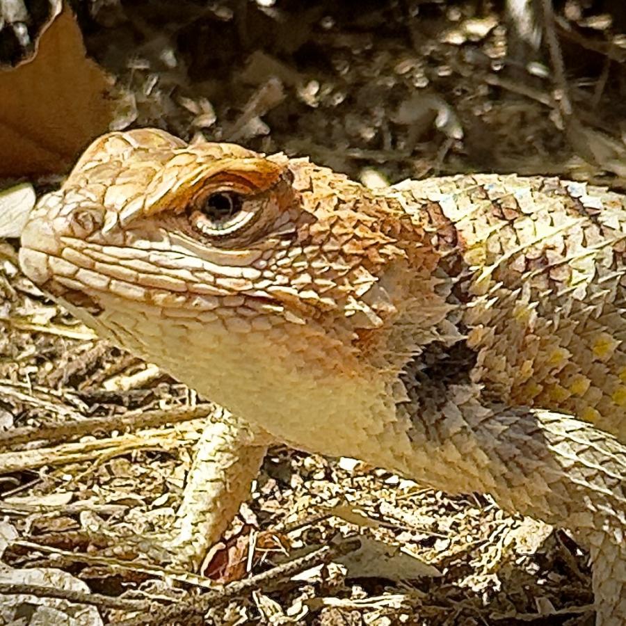 Click image for larger version

Name:	IMG_5034.jpeg
Views:	97
Size:	178.9 KB
ID:	28634