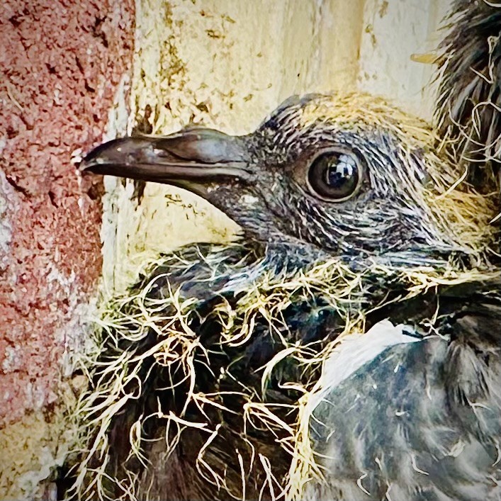 Click image for larger version  Name:	IMG_7499.jpeg Views:	0 Size:	215.3 KB ID:	28660