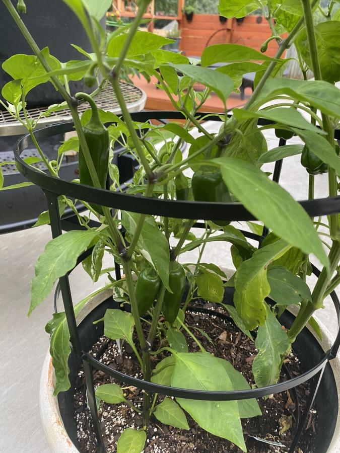 Click image for larger version

Name:	IMG_6858.jpeg
Views:	134
Size:	120.9 KB
ID:	28725