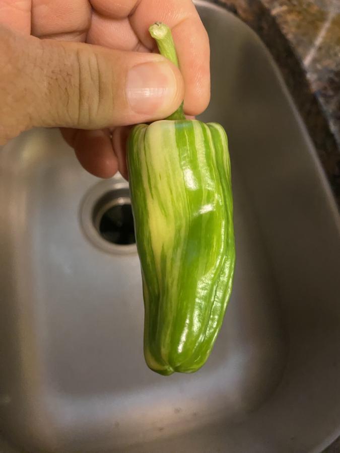 Click image for larger version

Name:	IMG_6859.jpeg
Views:	133
Size:	42.9 KB
ID:	28726