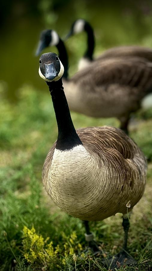 Click image for larger version

Name:	IMG_8671.jpeg
Views:	101
Size:	63.9 KB
ID:	28964