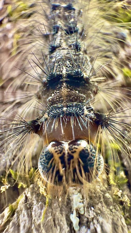 Click image for larger version

Name:	IMG_8605.jpeg
Views:	99
Size:	112.5 KB
ID:	28972