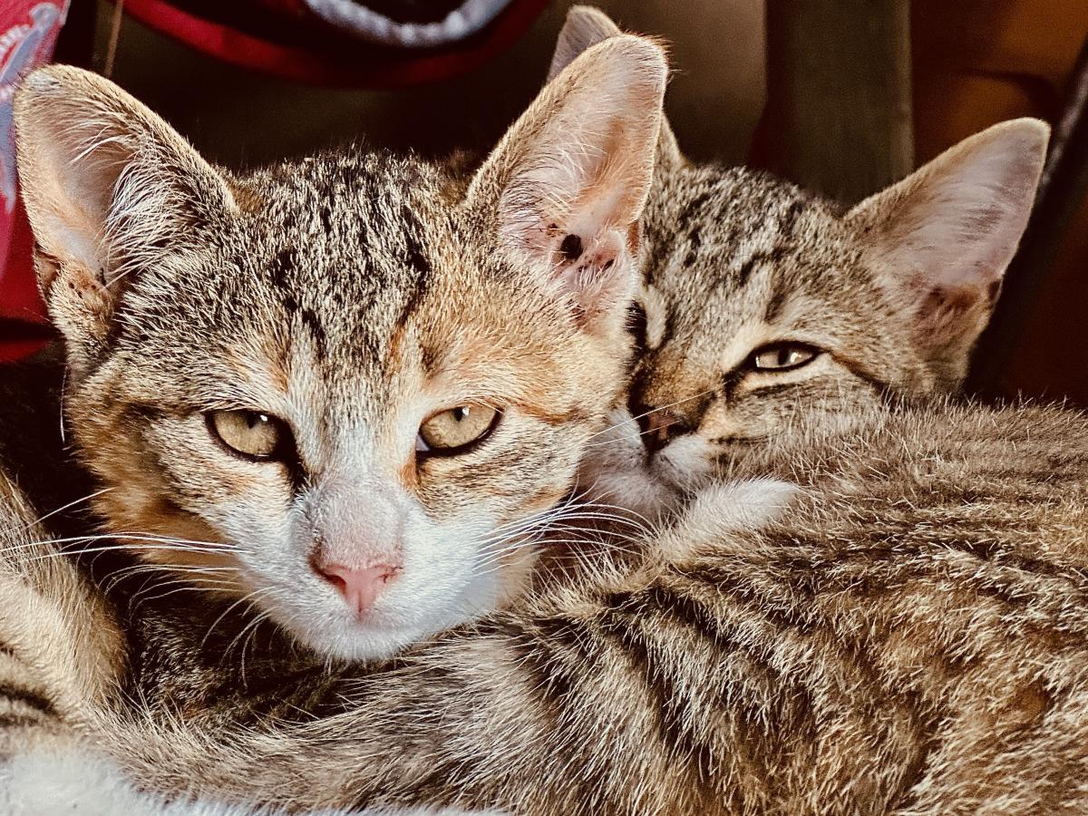 Click image for larger version

Name:	IMG_8891.jpeg
Views:	92
Size:	300.8 KB
ID:	28980