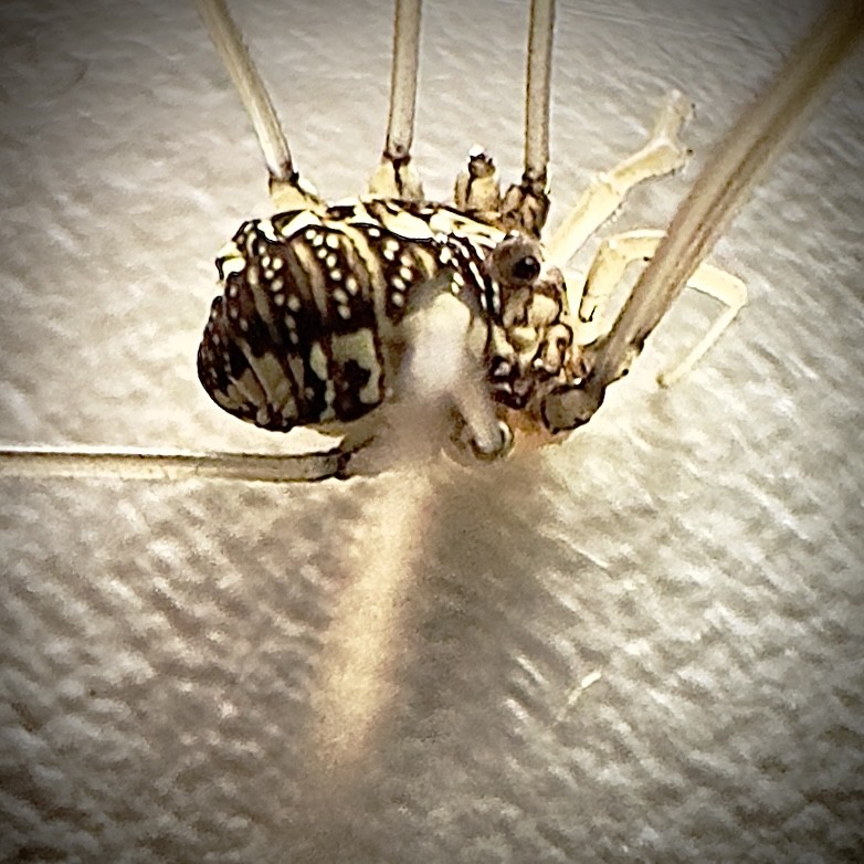 Click image for larger version

Name:	IMG_9481.jpeg
Views:	95
Size:	151.4 KB
ID:	29006