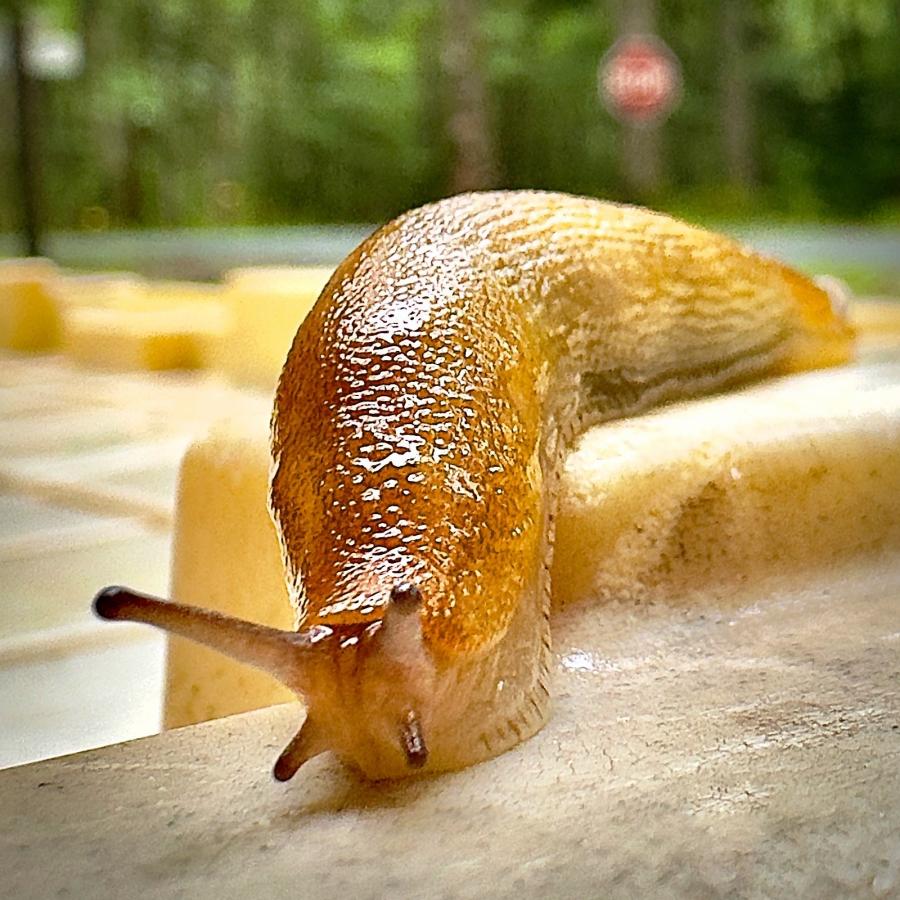 Click image for larger version

Name:	FullSizeRender.jpeg
Views:	95
Size:	128.8 KB
ID:	29007